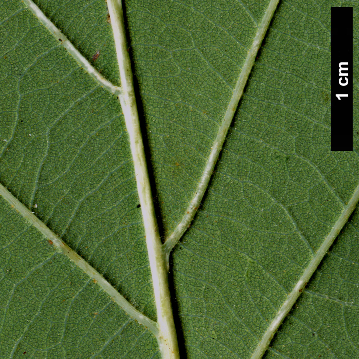 High resolution image: Family: Fagaceae - Genus: Quercus - Taxon: robur × Q. ×vilmoriniana